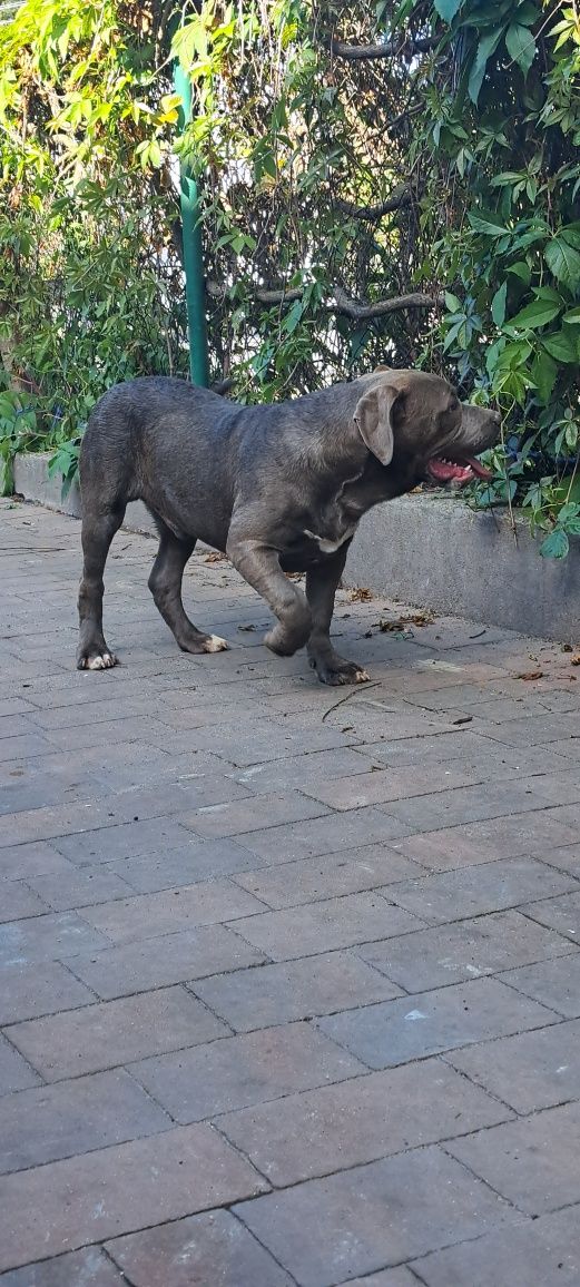 American Bully Xl ABCK