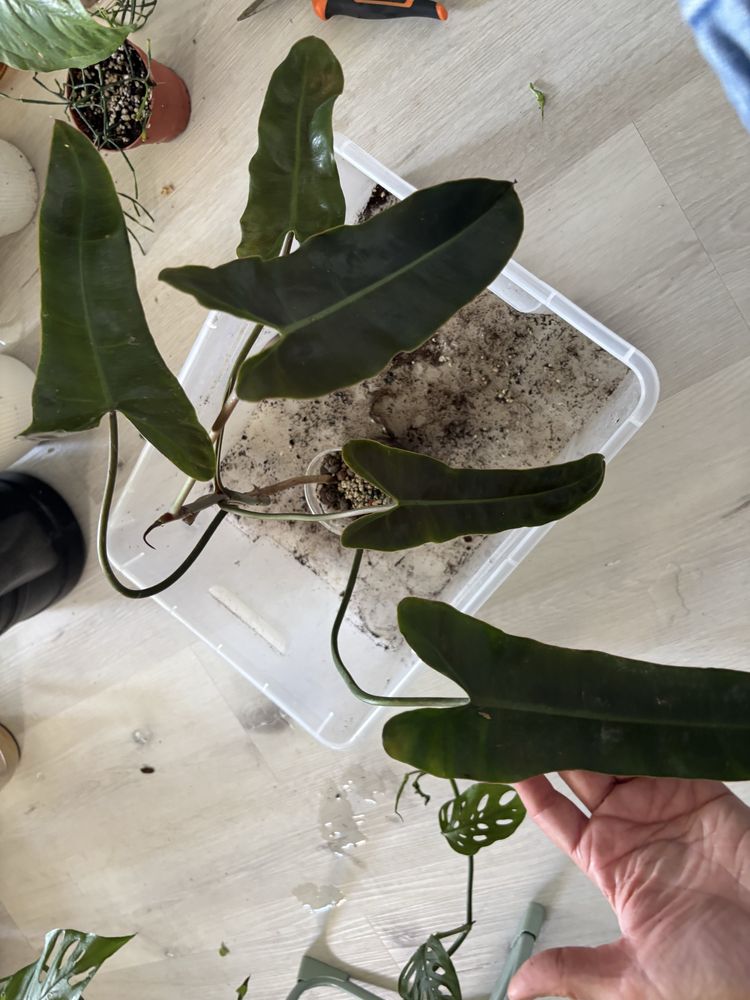 Philodendron billietiae x atabapoense filodendron