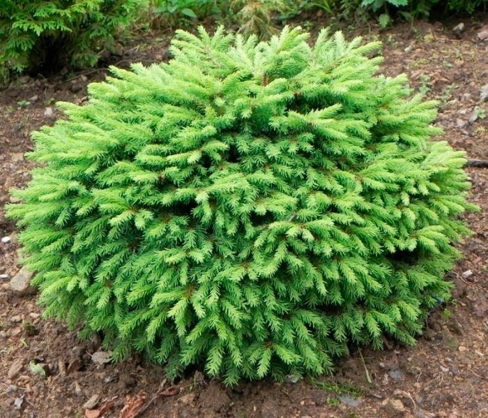 Ялинки, коніка, Дейзі вайт, піхта корейська