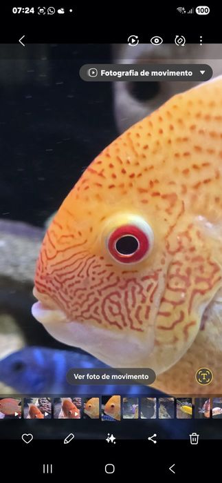 Severum red spot RESERVADO