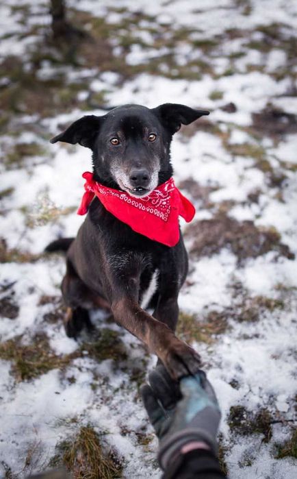 Kubuś pies idealny dla rodziny z dziećmi i nie tylko
