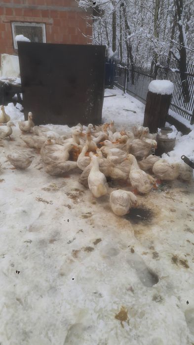 Sprzedam kaczki Pekin