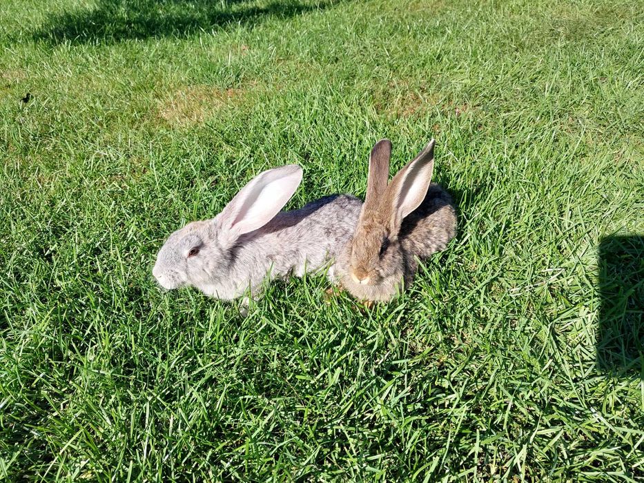Samice olbrzym belgijski szary i srebrzysty