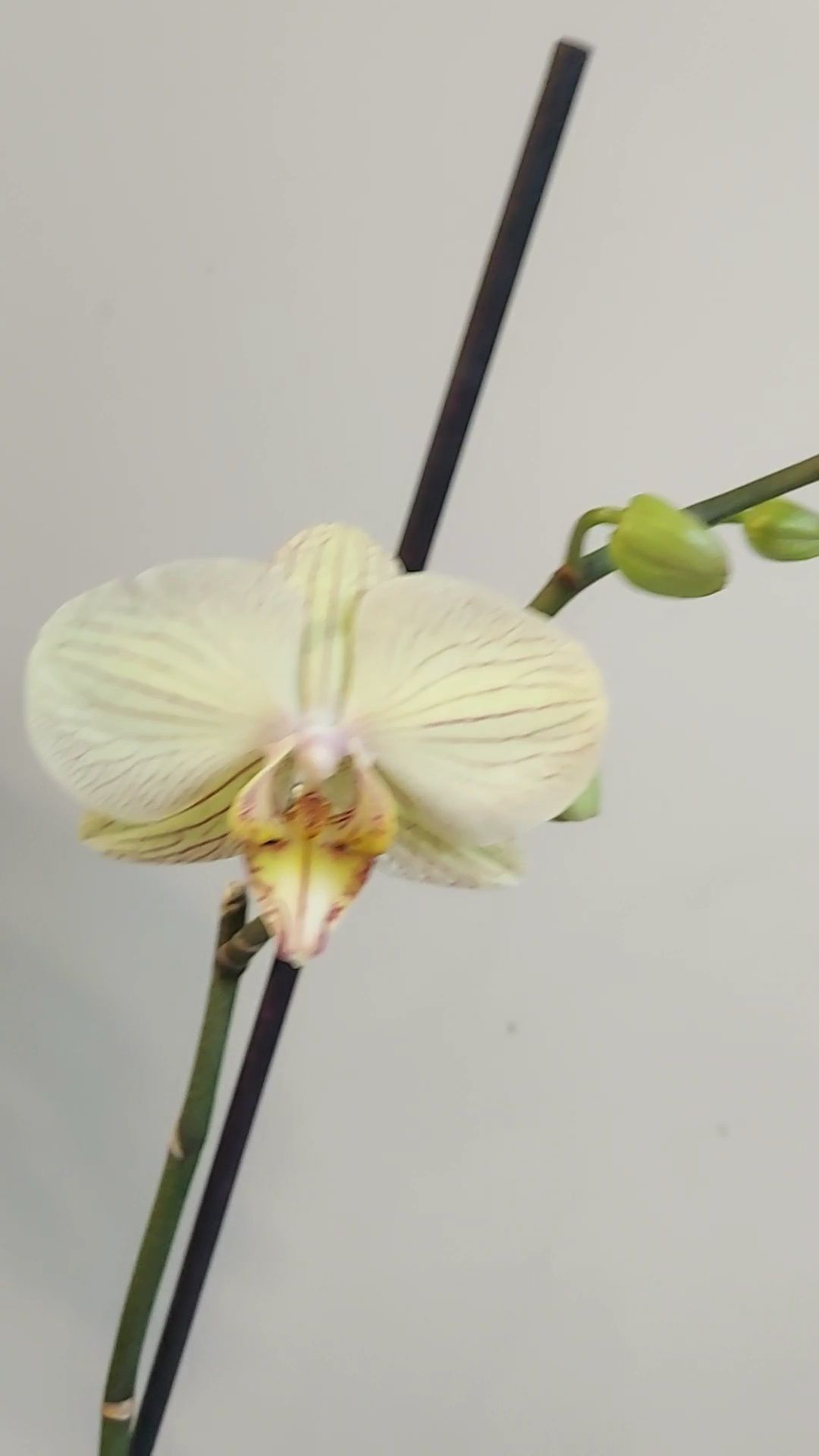 Орхідея jive пастельна жовта венозна
