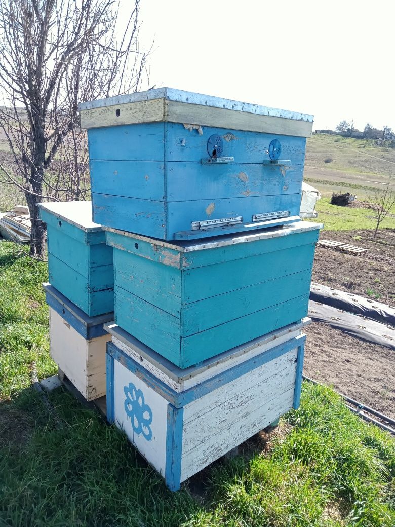 Продам ульи Дадан и Рута