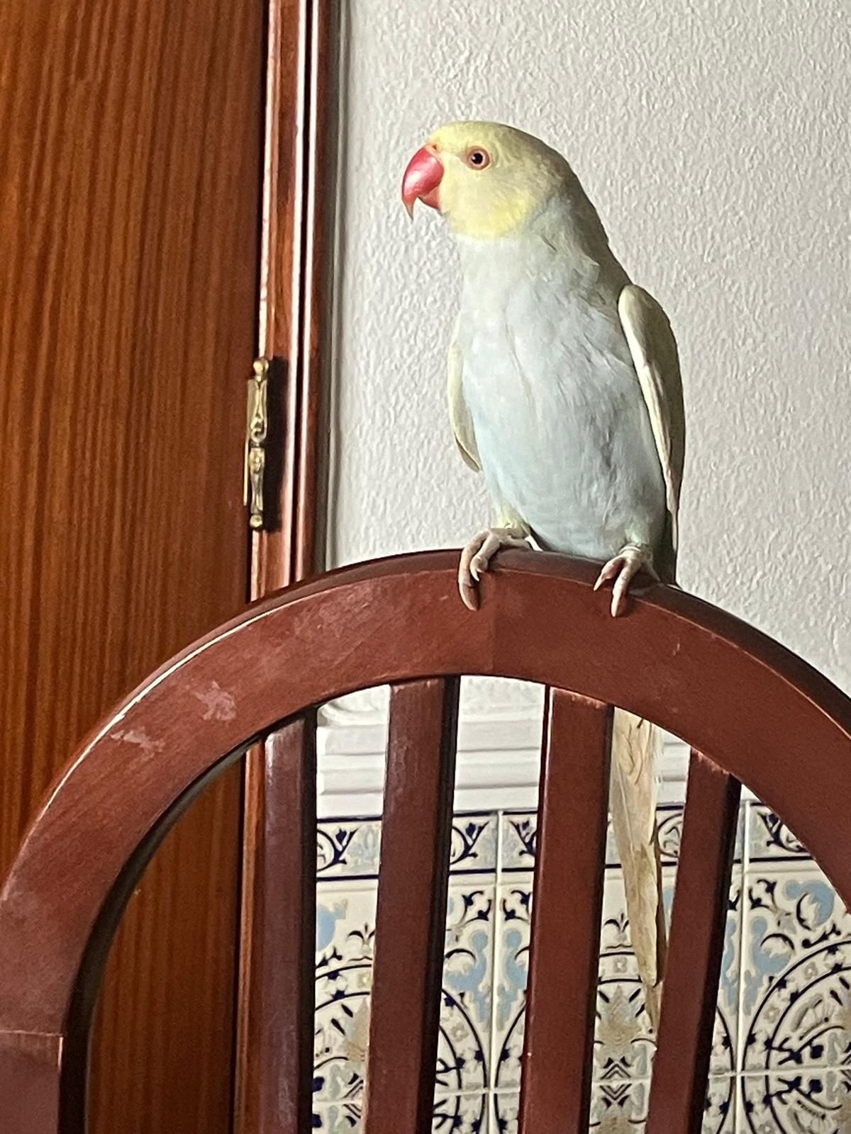 RingNecks bebés para terminar de criar