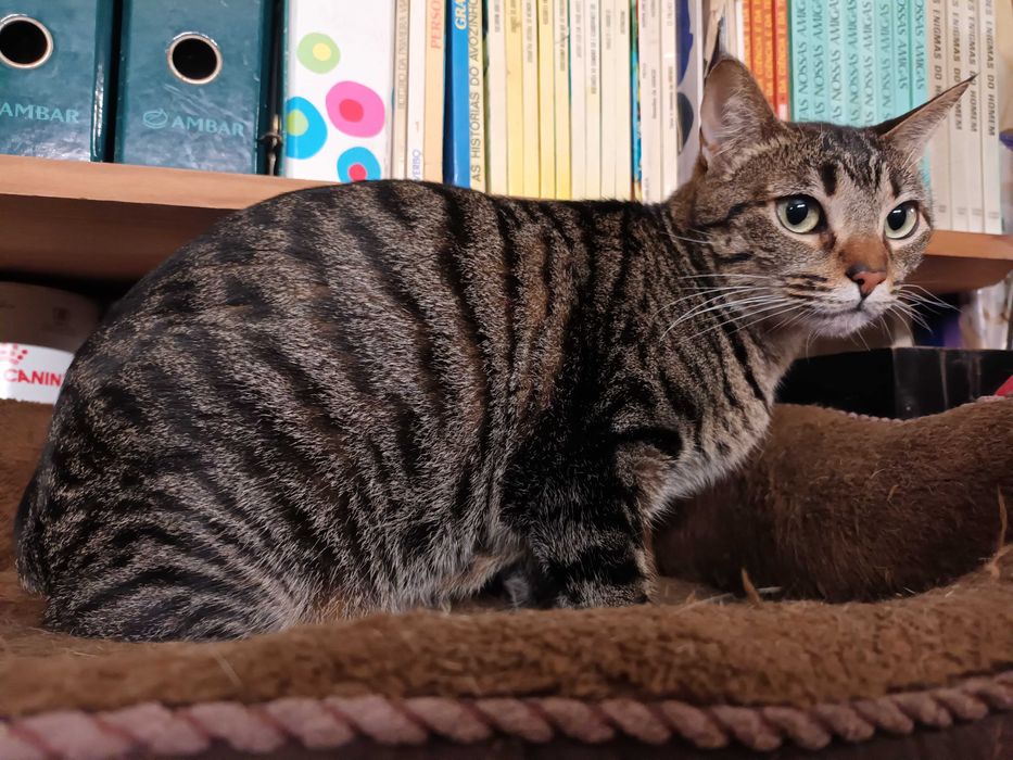 Gatinha tigrada 2 anos muito meiga