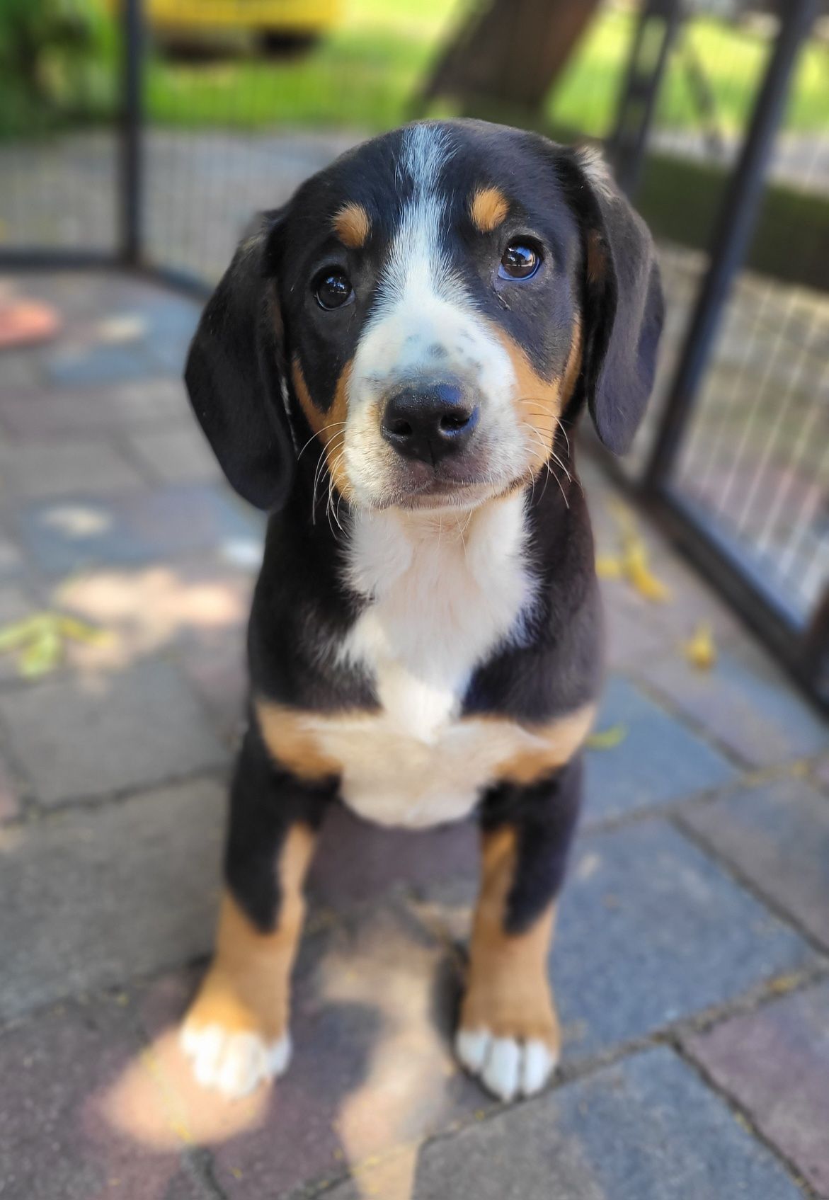 Entlebucher Sennenchund FCI