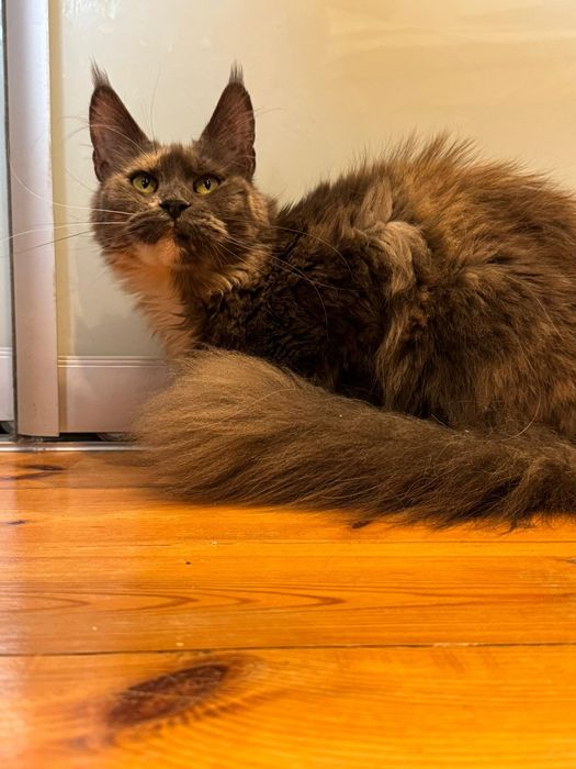 Maine coon kotka [wysterylizowana]