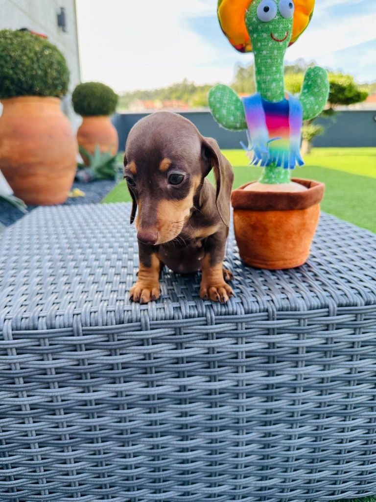 Teckel menina linda