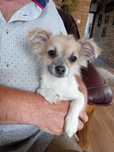 Chihuahua długowłosy