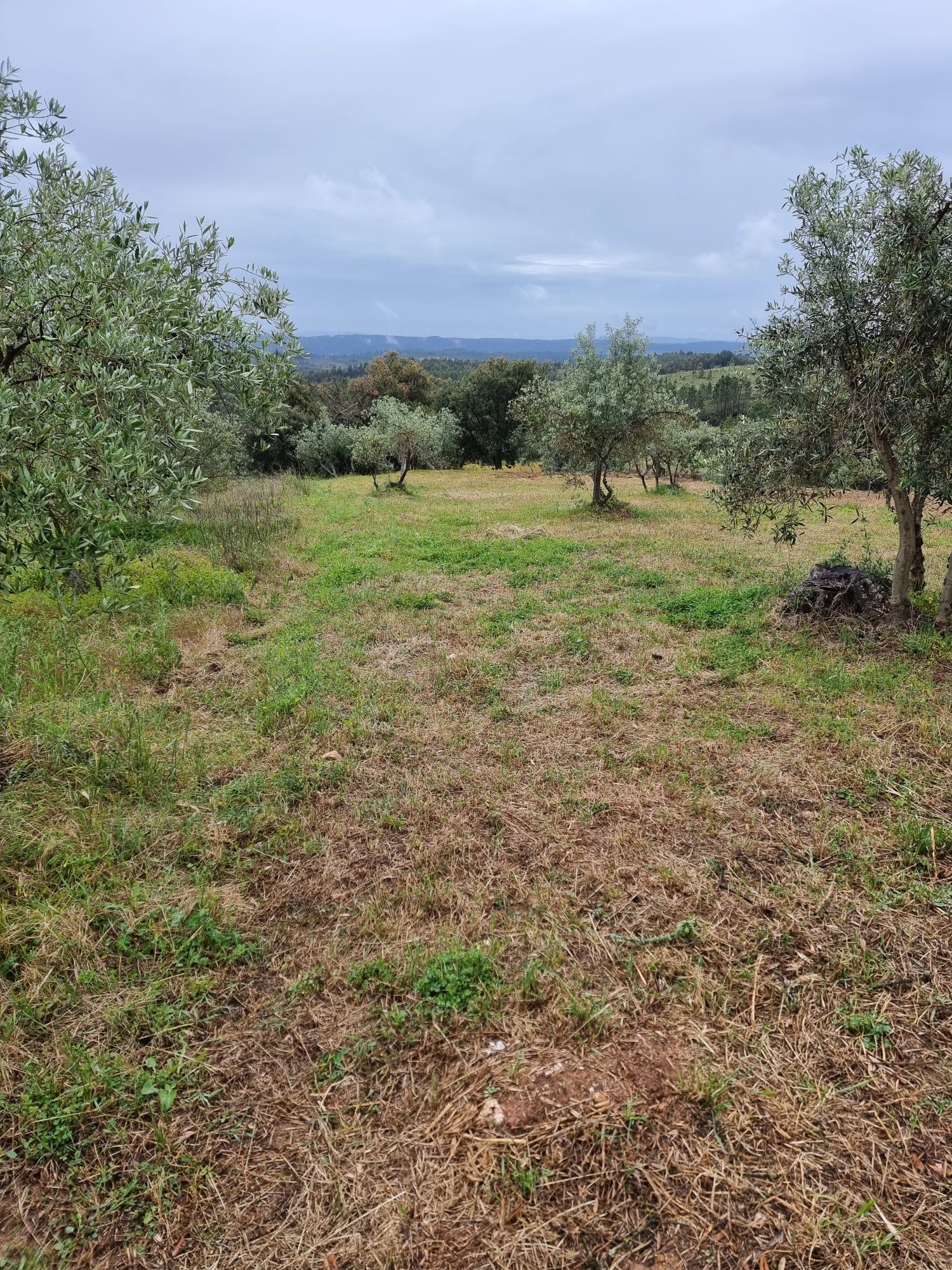 Venda de Moradia para Restaurar +Terreno 760m2 Castelo Branco