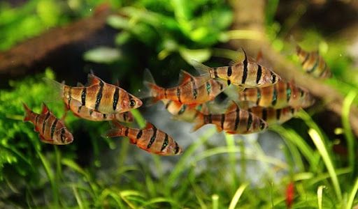 Brzanka pięciopręga, ryba 3cm, Sklep akwarystyczny AKWAREKS