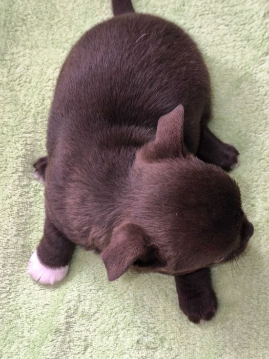 Chihuahua piesek krótkowłosy