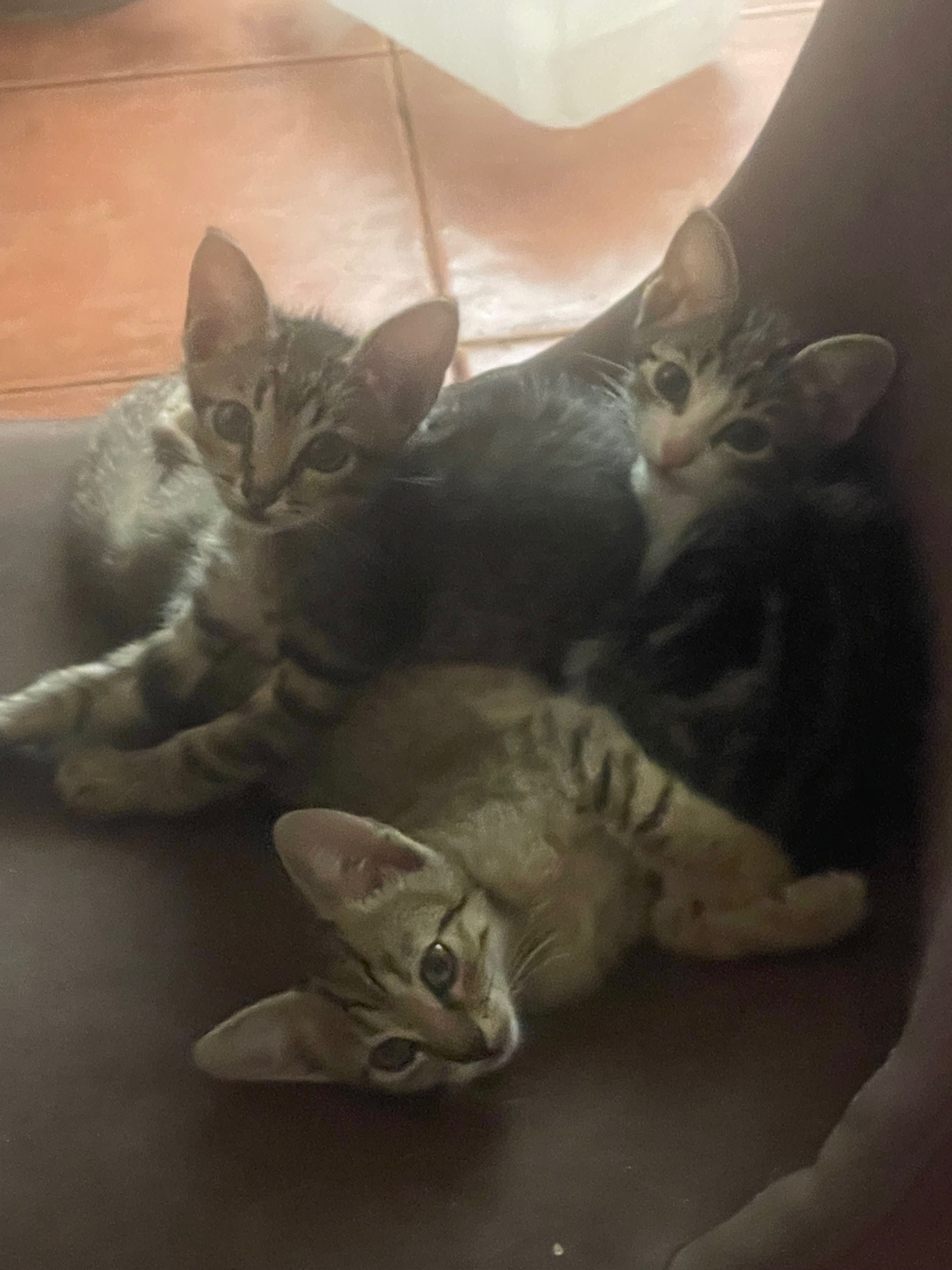 Gatilhos Para Adoptar