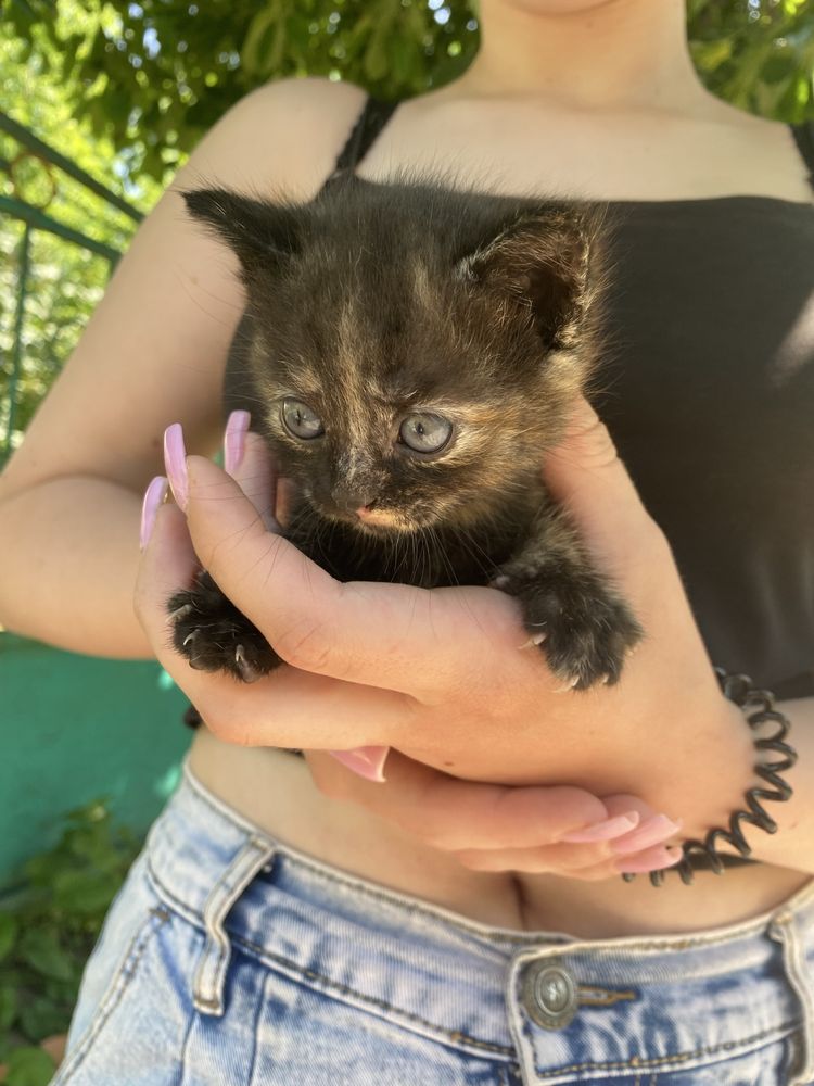 Віддам кошенят в добрі руки