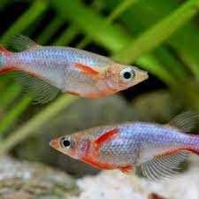 Ryżanka japońska sp. Opal - Oryzias latipes