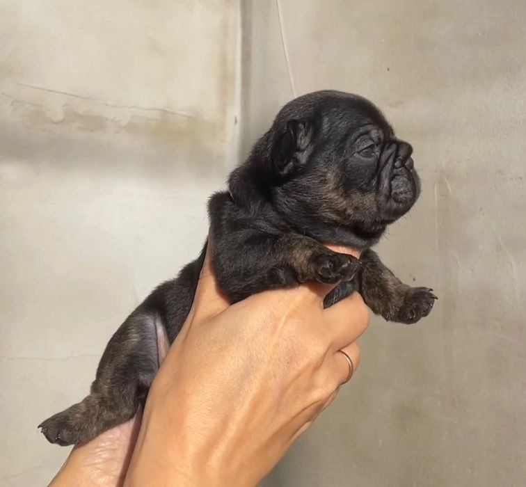 Французький бульдог.