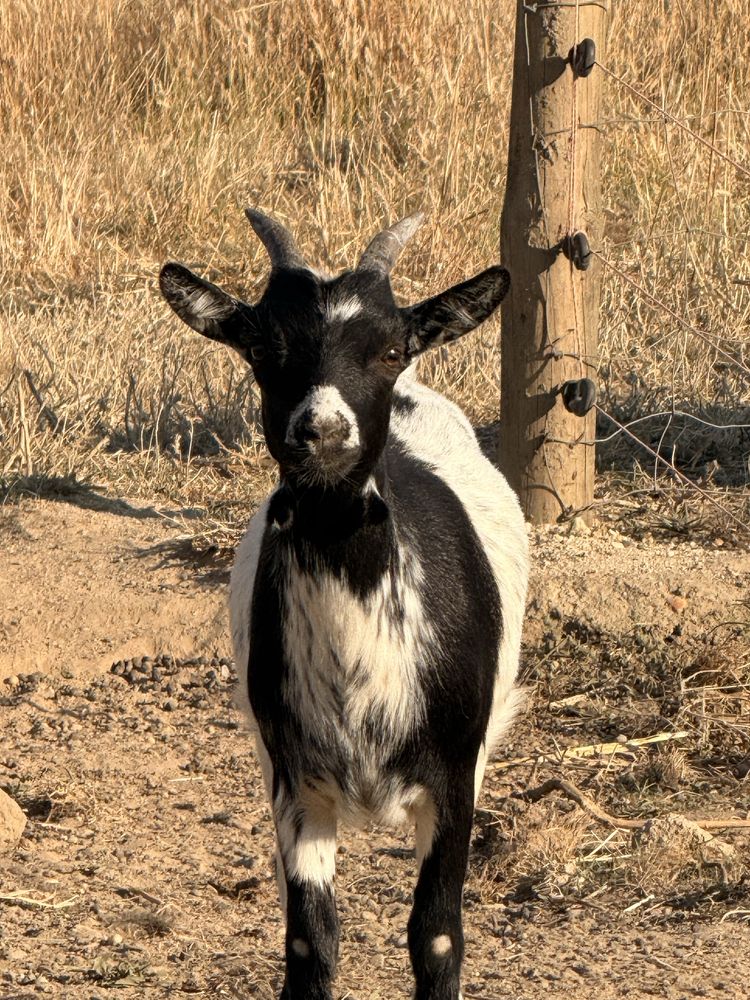 Casais Cabras anas