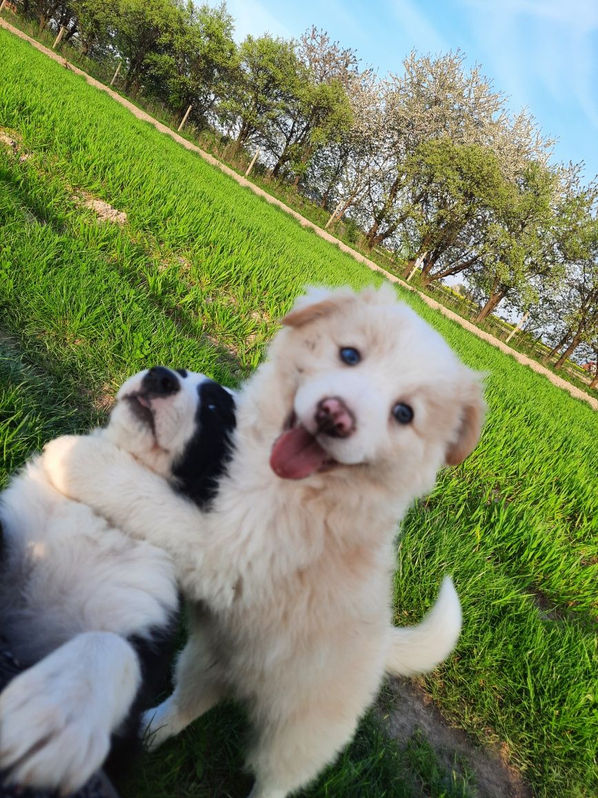 Piesek Border Collie, Ee Red