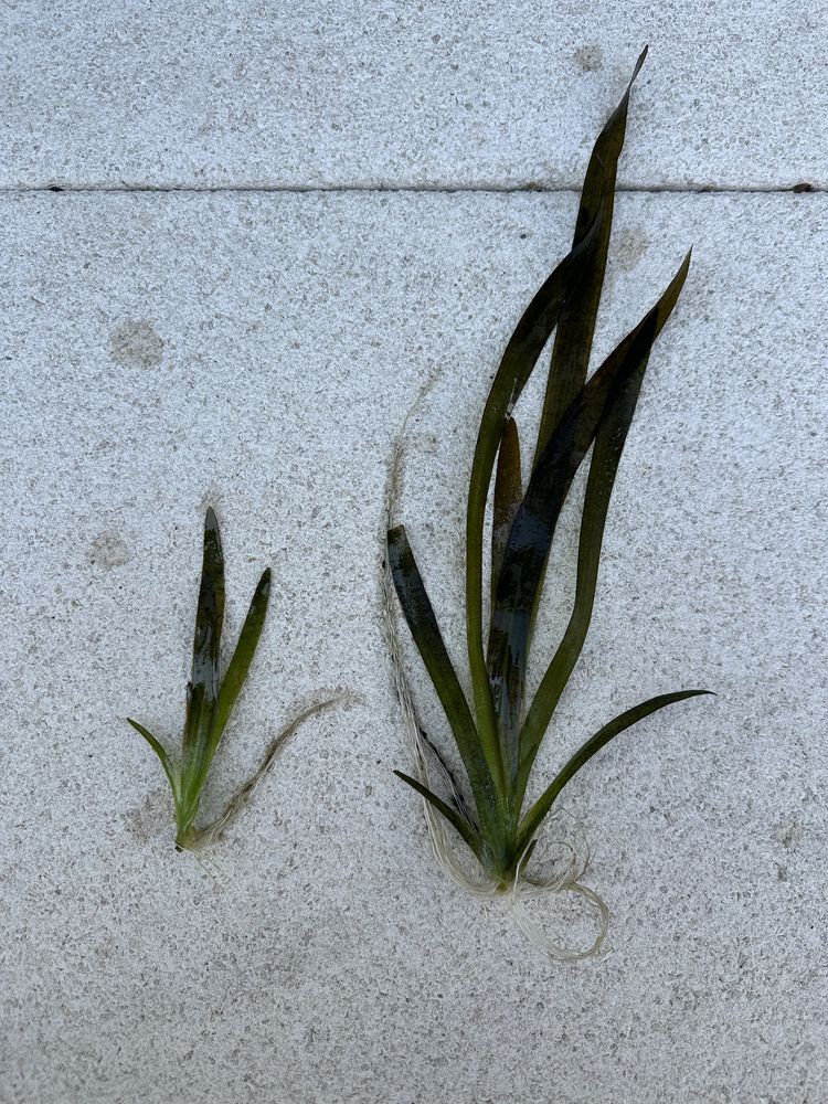 Planta aquario / lago