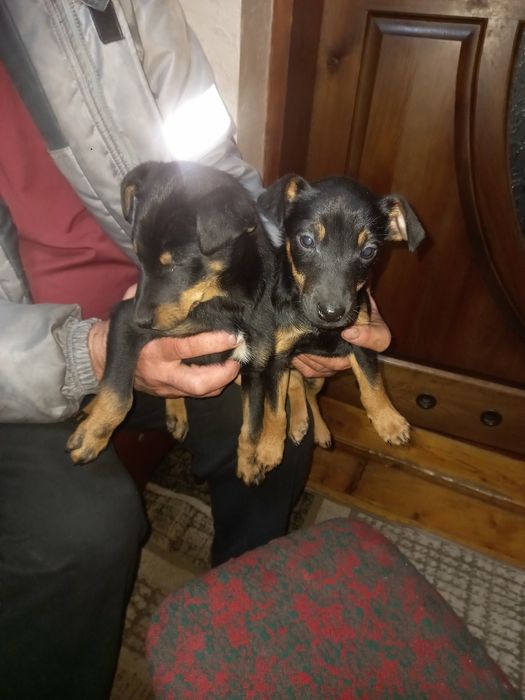 продам цуценята ягтерєра