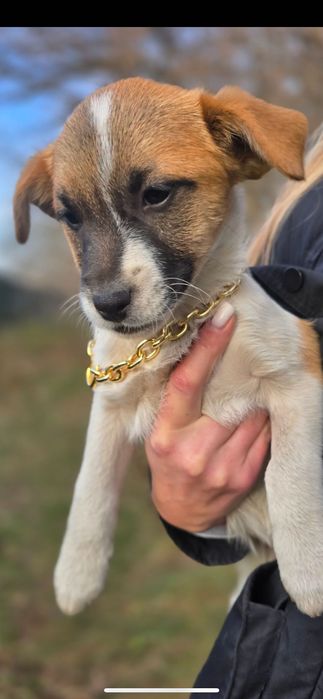 Цуценя метис джек рассел