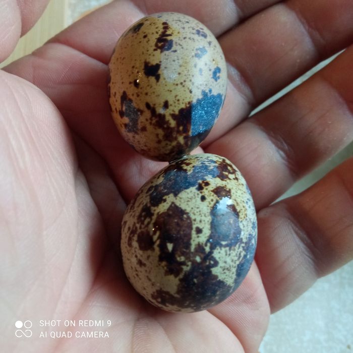 Jajka przepiórcze lęgowe