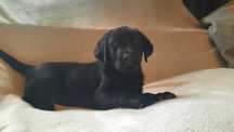 Labrador retriever ,labradory czarna suczka ZKw P FCI