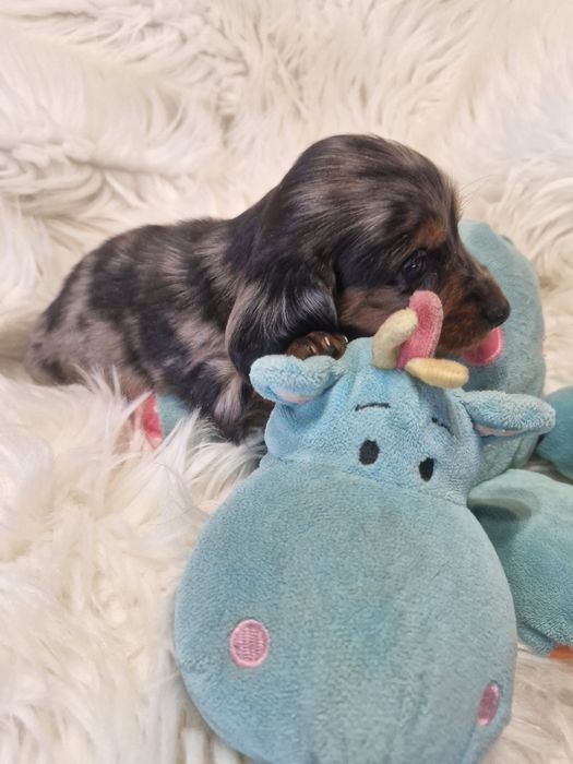 **JASPER **jamnik miniaturowy długowłosy blue merle do rezerwacji