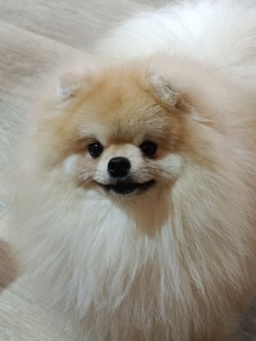 Підрощений померанській шпіц