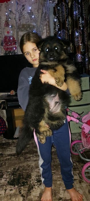 НА ОХОРОНУ!Довгошерстий крупний шикарний німець