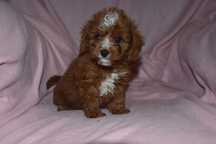 maltipoo śliczny szczeniaczek