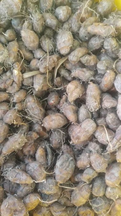 Продам орех Чуфа (земляной Мендаль).Выращиваем сами.Очень вкусный.