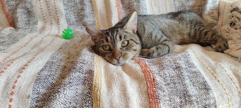 Kocurek do adopcji
