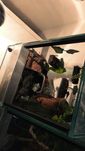 Terrarium dla żaby