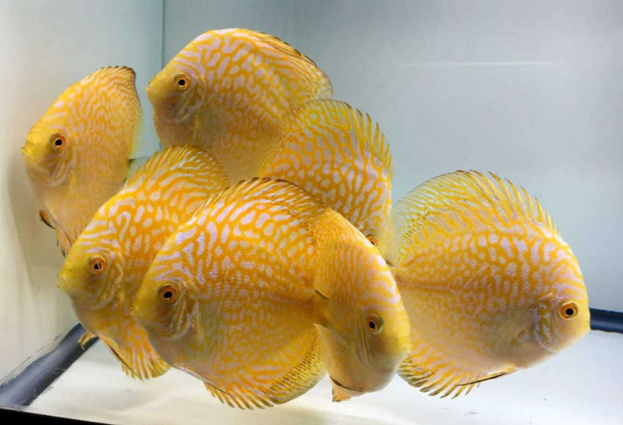 Paletka - Dyskowiec - YELLOW PIGEON BLOOD - Symphysodon discus - dowóz