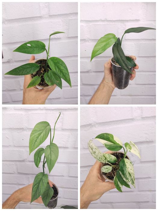 Продаю Ліана Сциндапсус та епіпремнум, філодендрони. Черенки свіжозріз