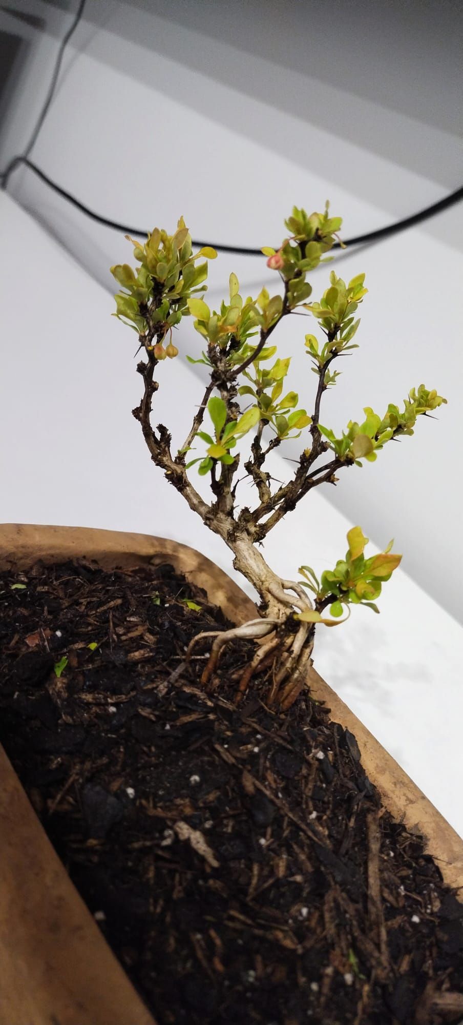 Berberys bonsai prebonsai
