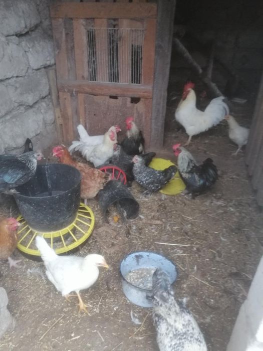 Sprzedam młode koguty