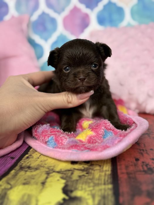 Chihuahua śliczny piesek czekoladowy choco