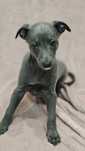 Chart angielski whippet suczka