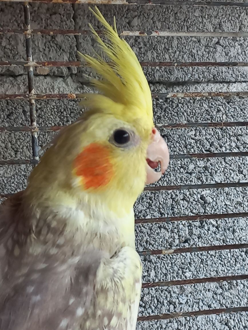 Aves novas para ceder