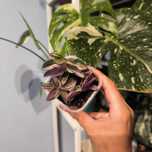 Trzykrotka trandescantia mini pink sport