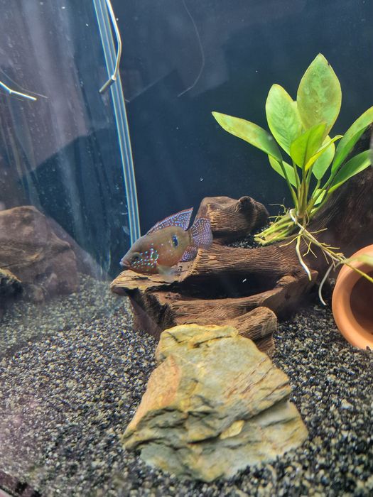 Dois Peixe joia soudaveis