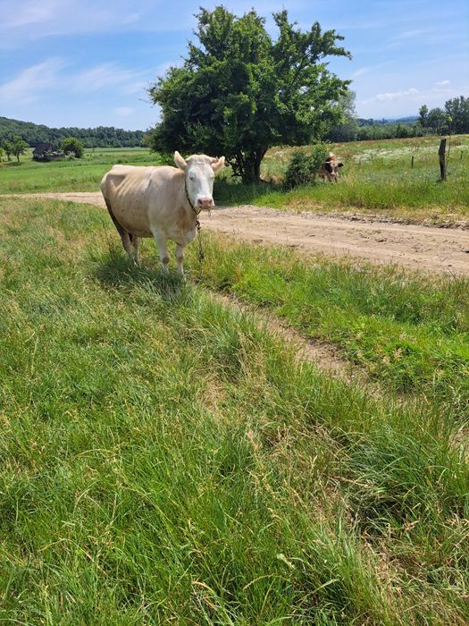 Продається корова,