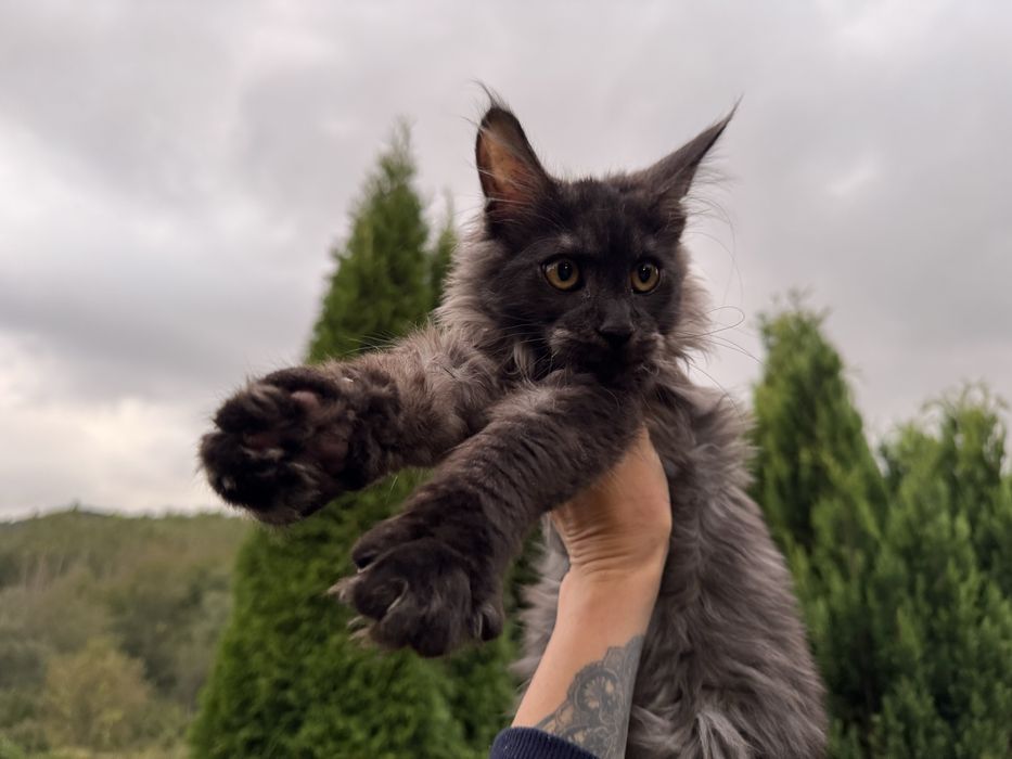 Мейн-Кун Мальчик редком окрасе Black shadow,котята