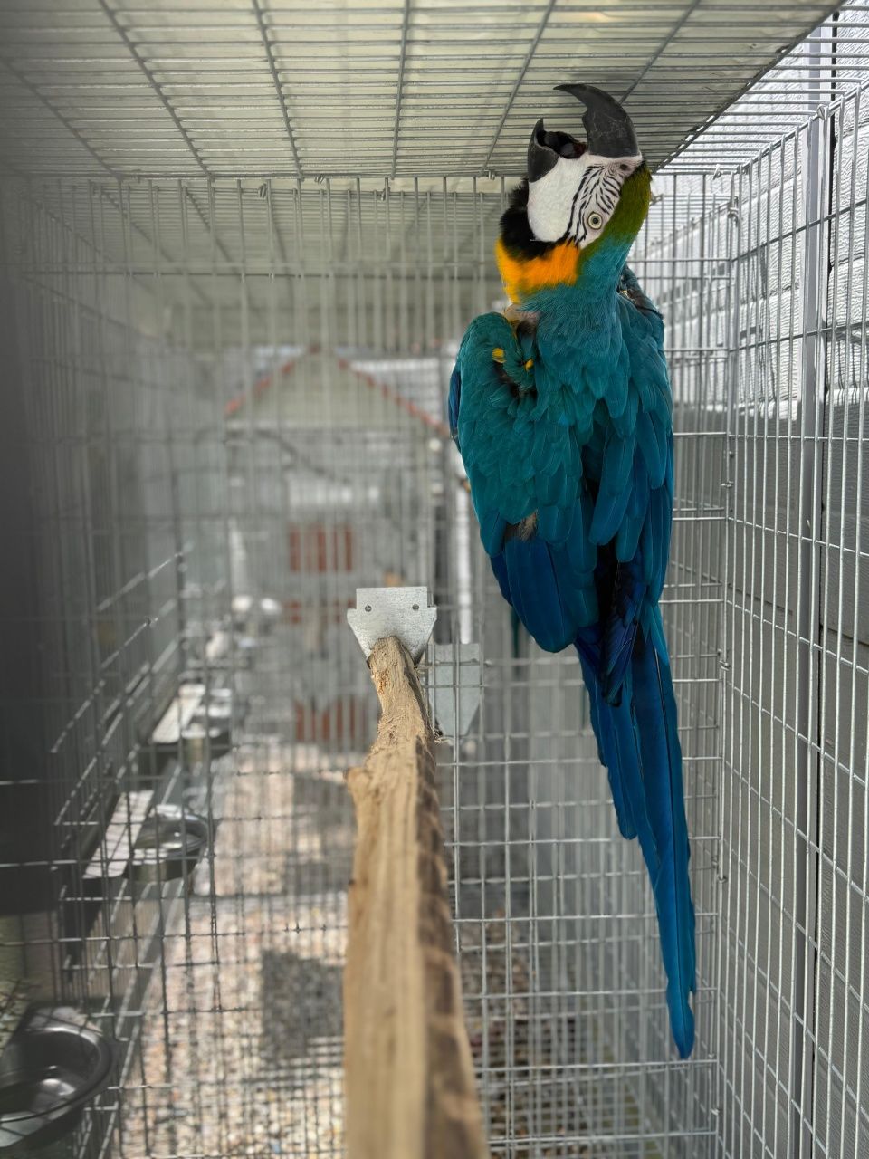 Arara Ararauna Femea Adulta