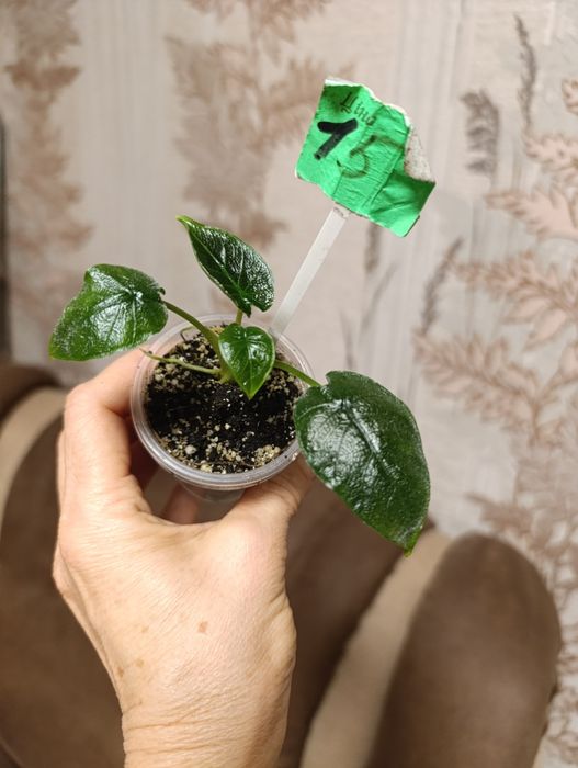 Алоказія сорта Махарані,,Golden Bone , Анторо вельвет