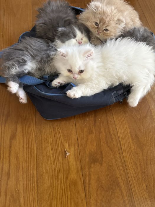 Gatinho persa muito docil